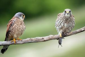 Azt nekem hoztad?? Azt nekem hoztad??