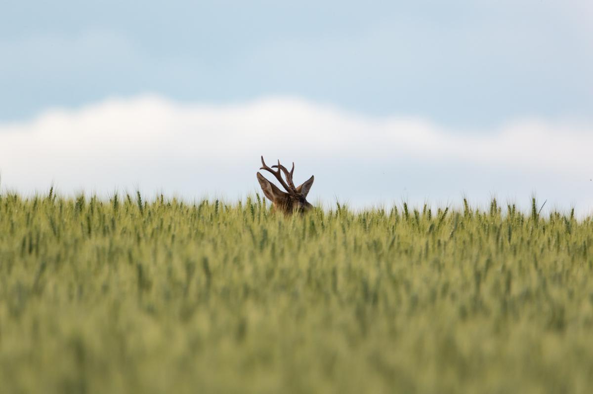 Benke Péter Valentin