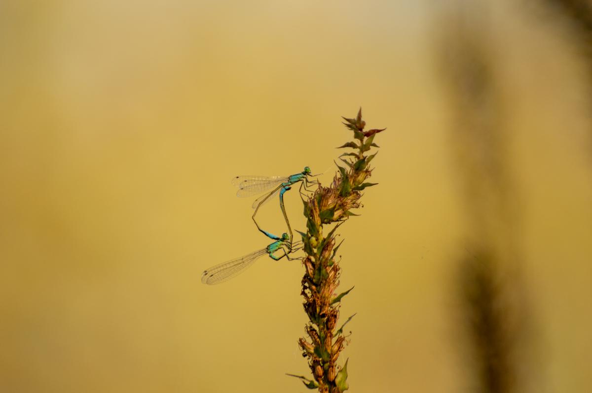 Benke Péter Valentin