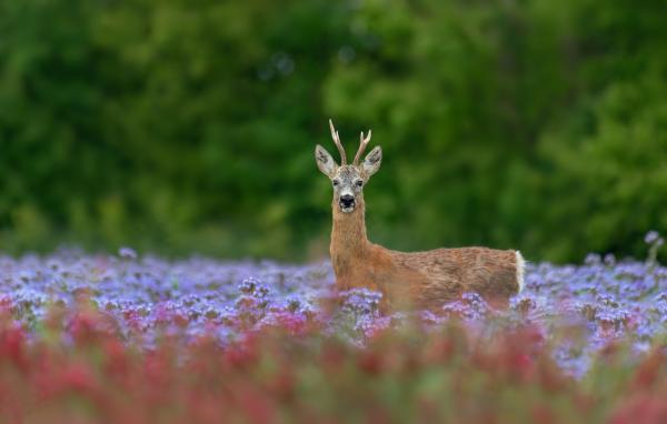 Virágos mezők örzője