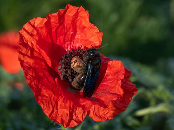 Munkában a papírvirágon