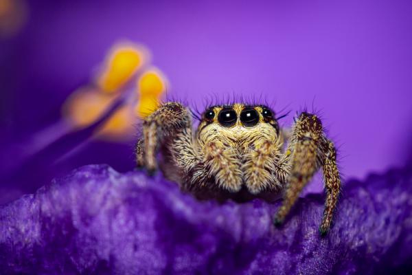 Ugrópók szemtől szemben