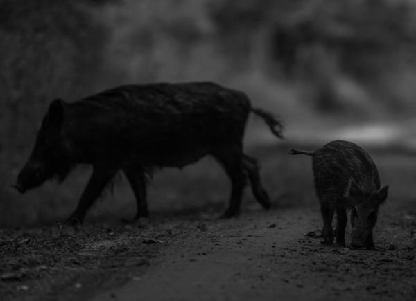 Különböző irányok