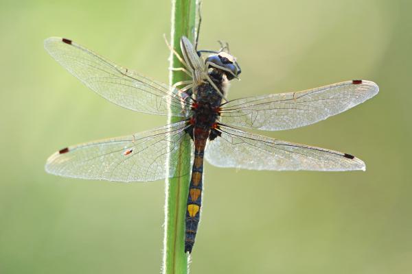 Az utolsó felragyogás