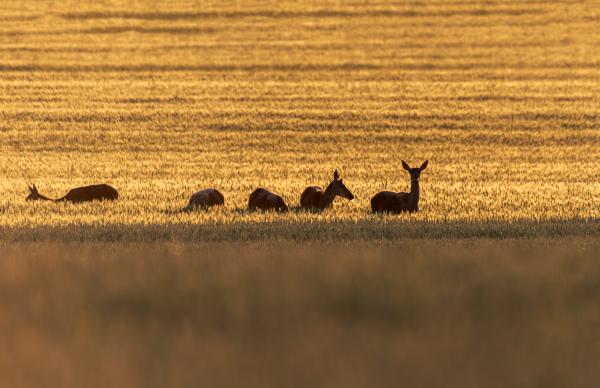 Aranyló búzamezőn