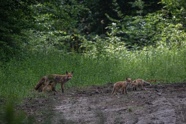Idill az erdő mélyén