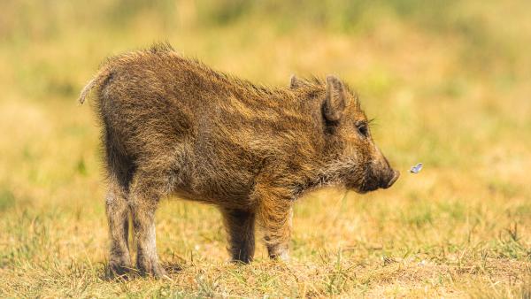 Első találkozás a lepkével