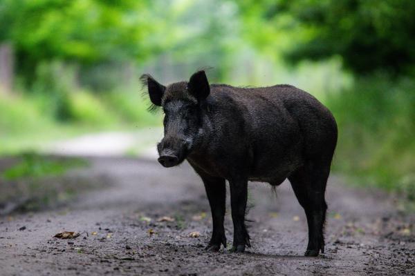 Gyönyörű kandisznó