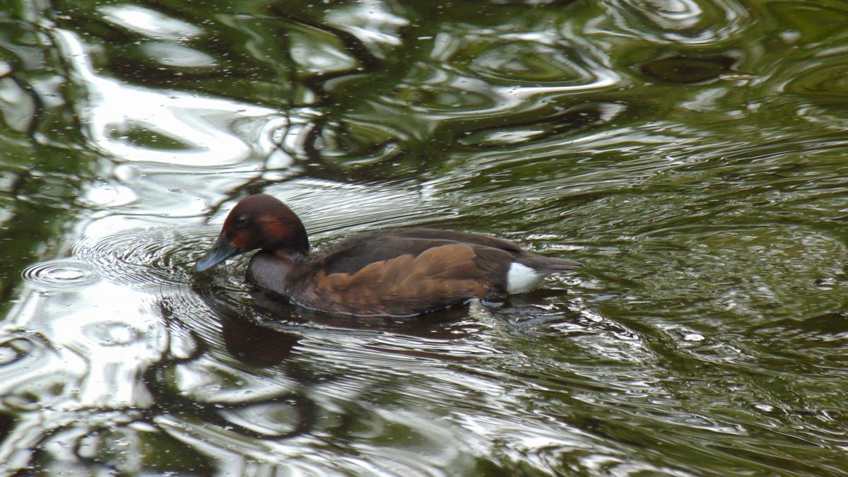 Kónya Máté Bertalan
