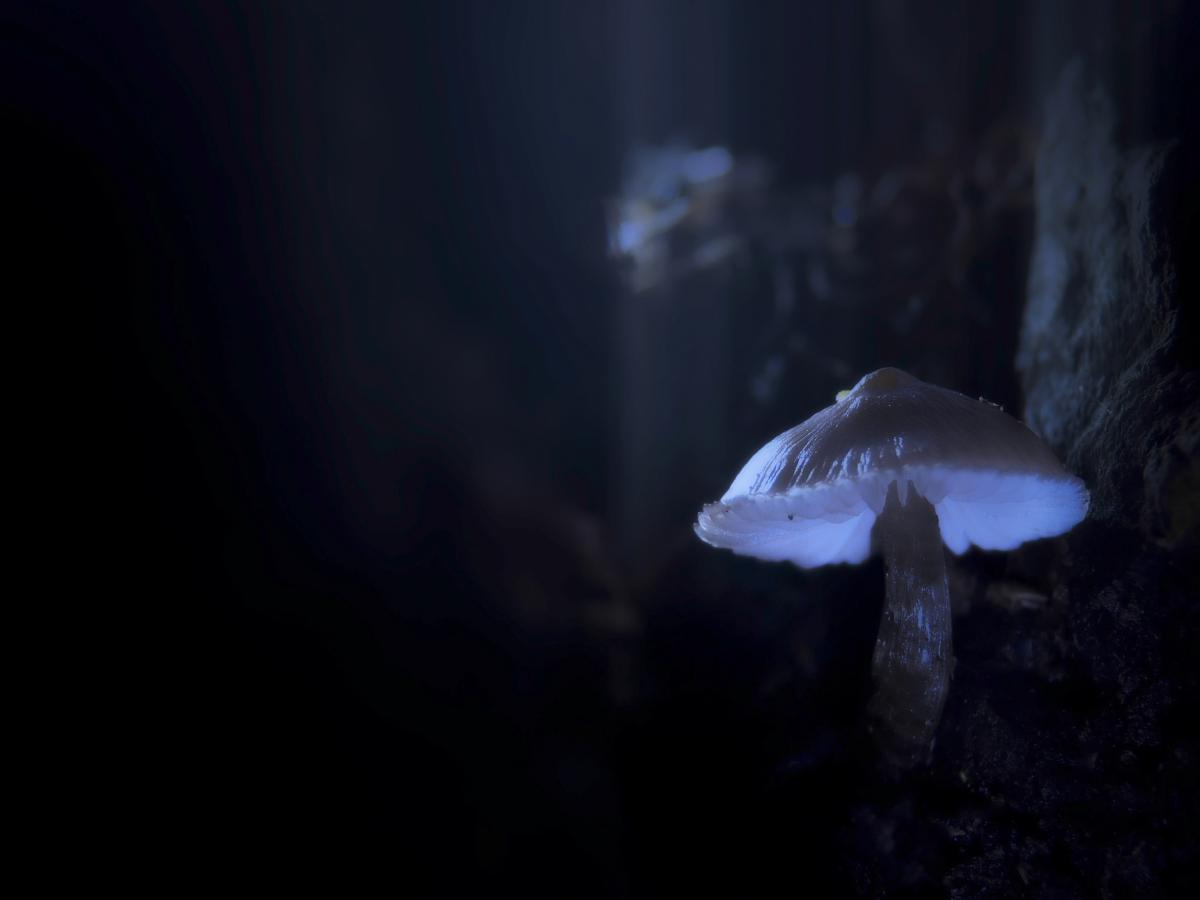 Ferkó László Szilveszter 