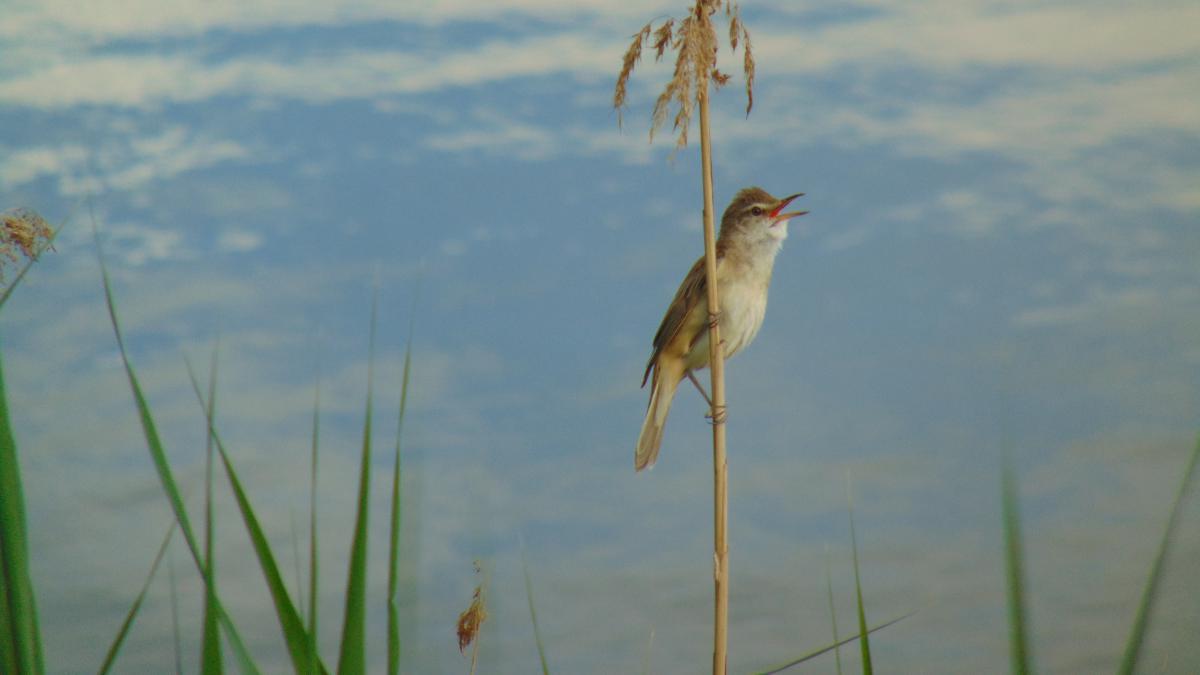 Kónya Máté Bertalan