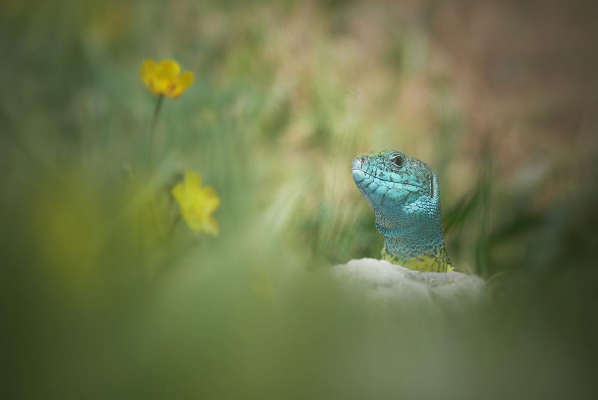 Ferkó László Szilveszter 