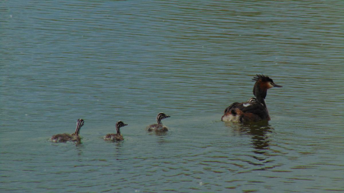 Kónya Máté Bertalan