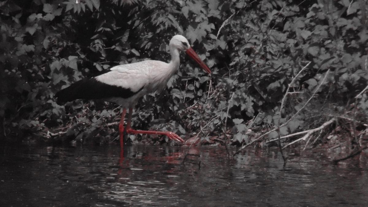 Kónya Máté Bertalan