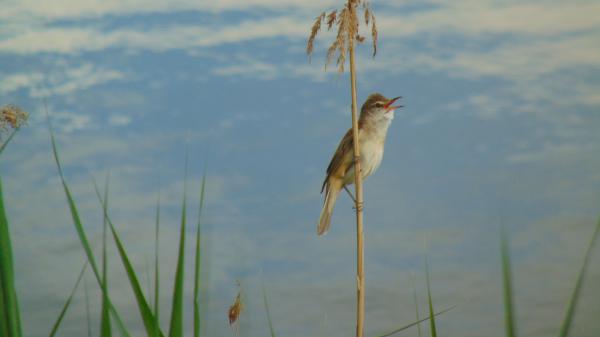 Közhírré tétetik! 