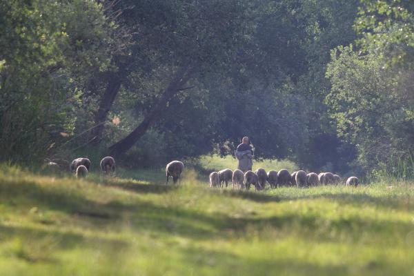 A birkapásztor egy napja