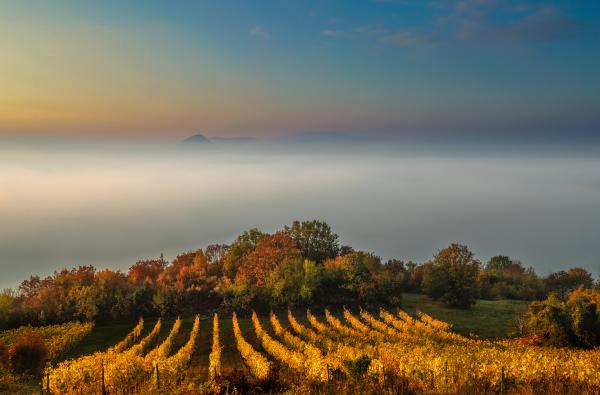 Szőlős a Csobáncon