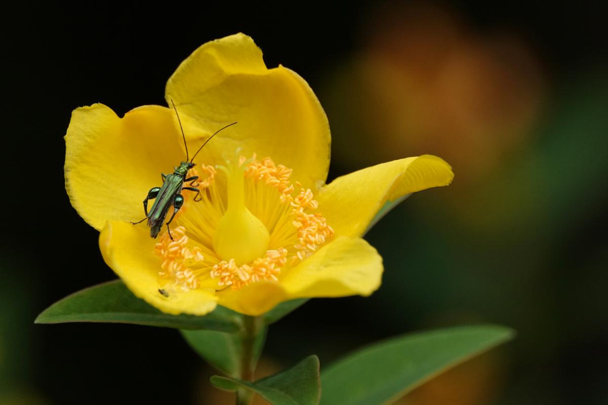 Bernáth Sándor dr. 