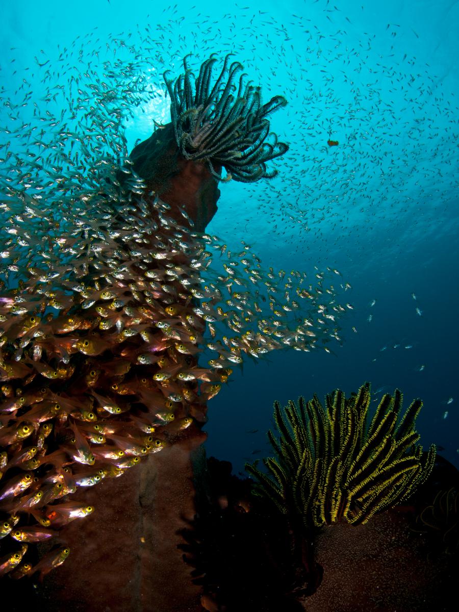 Násfayné Kőházi Mária