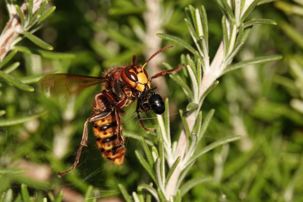 Zsákmánnyal hazafelé