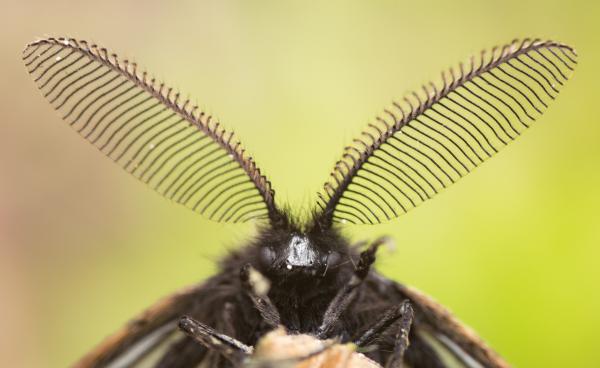 Réti gyapjaslepke portré