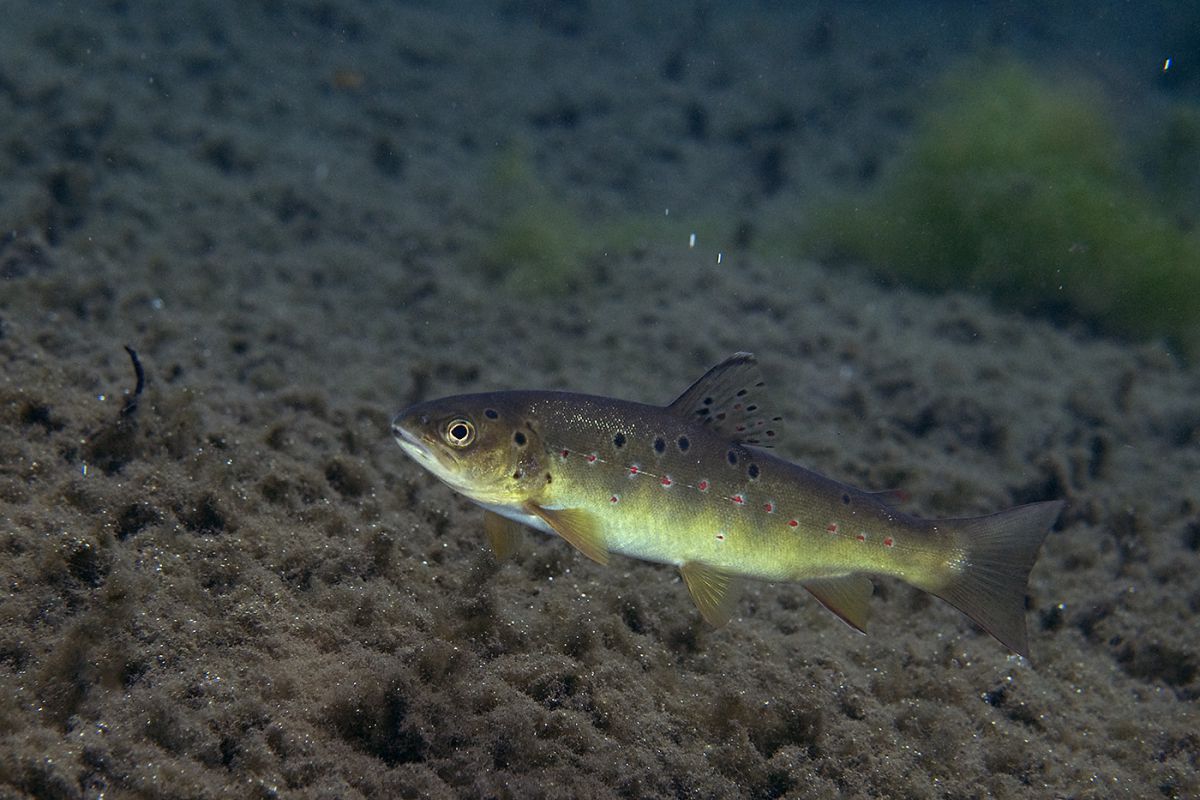 Násfayné Kőházi Mária