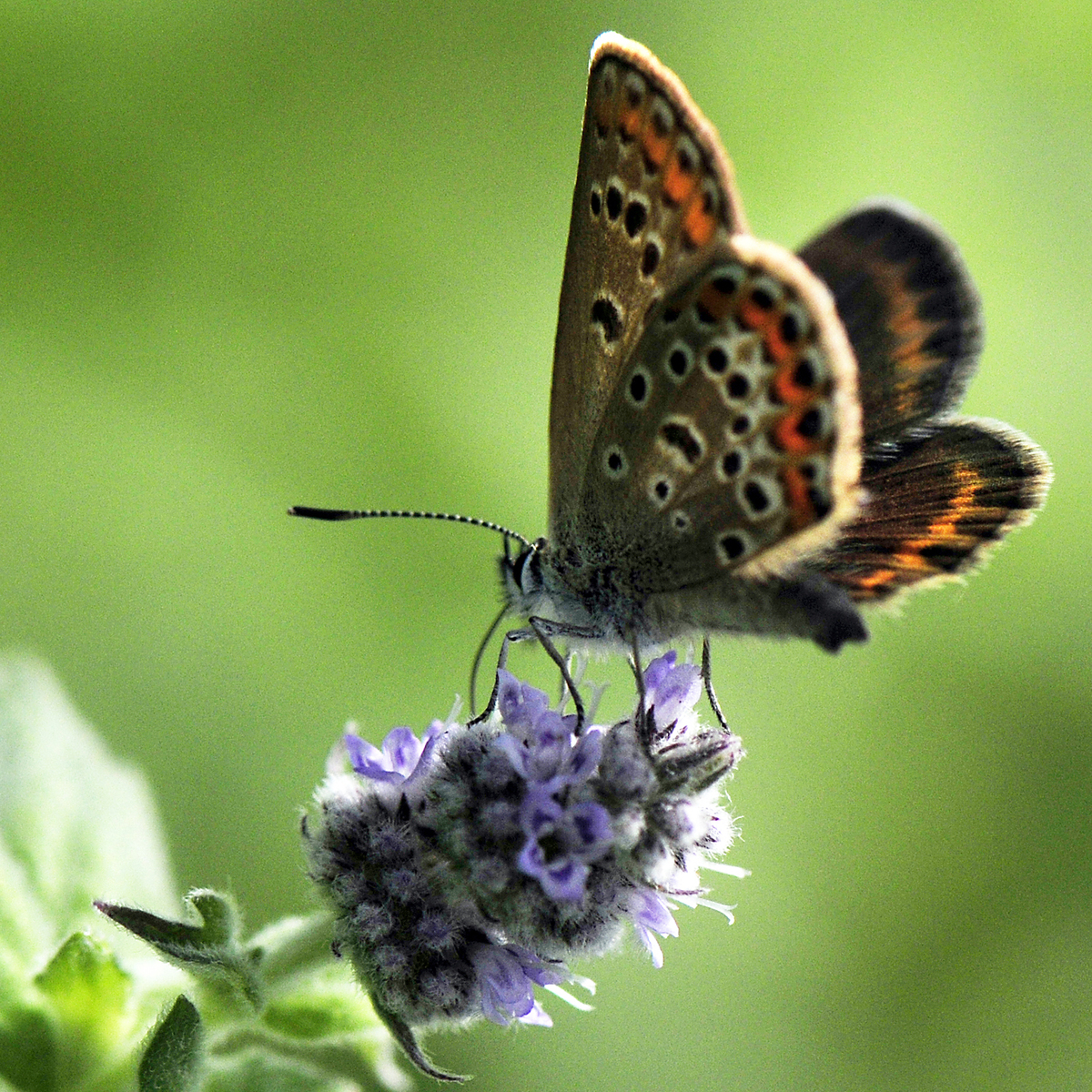 Gaál Zoltán Péter