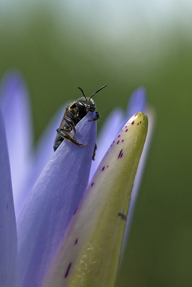 Násfayné Kőházi Mária
