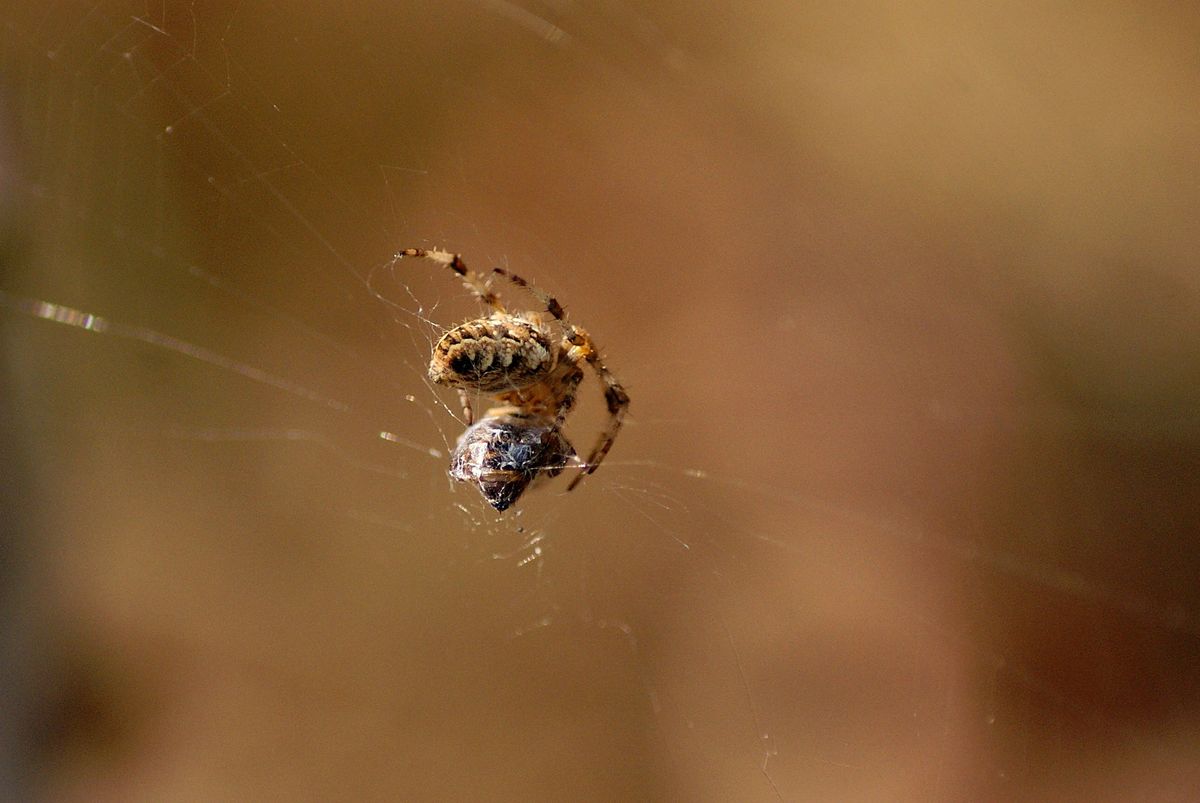Laczkó-Magyar György