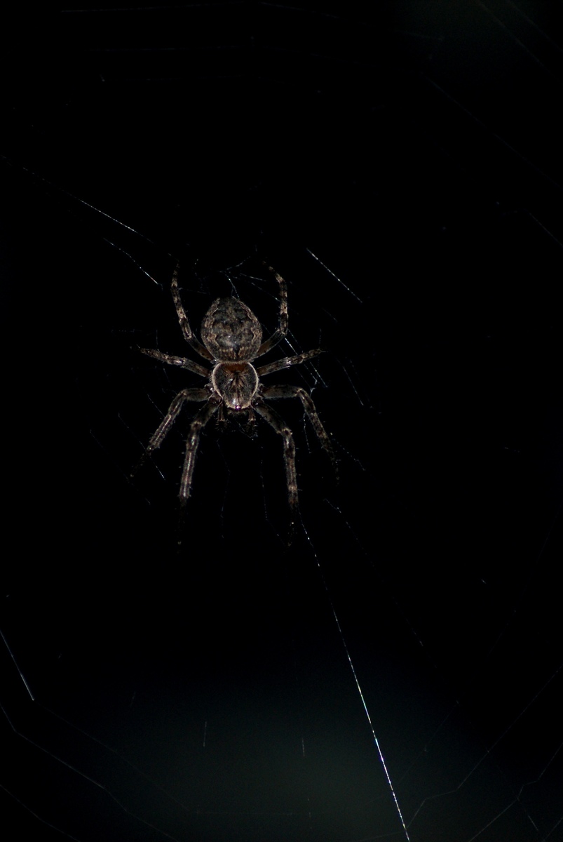 Laczkó-Magyar György