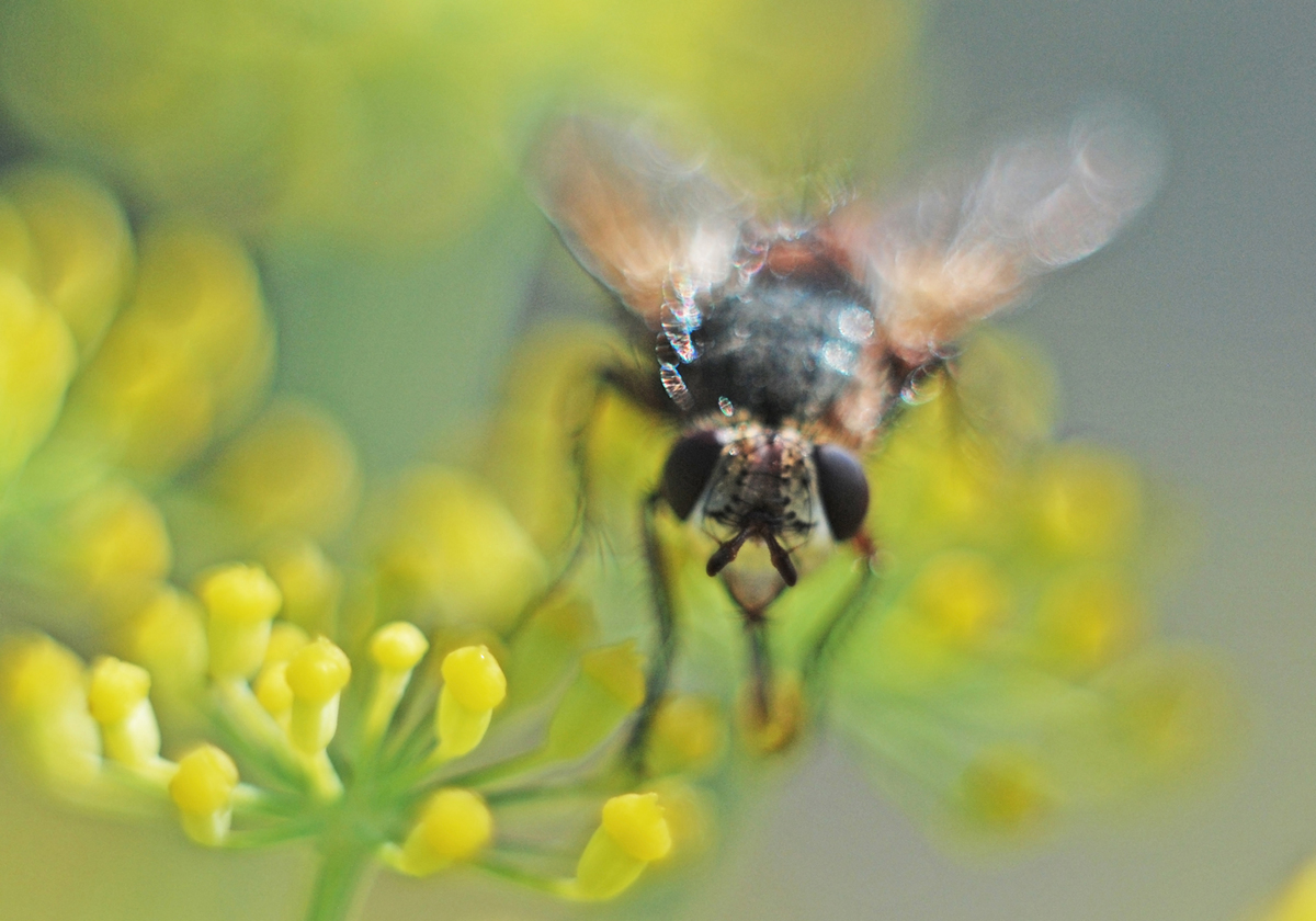 Gaál Zoltán Péter