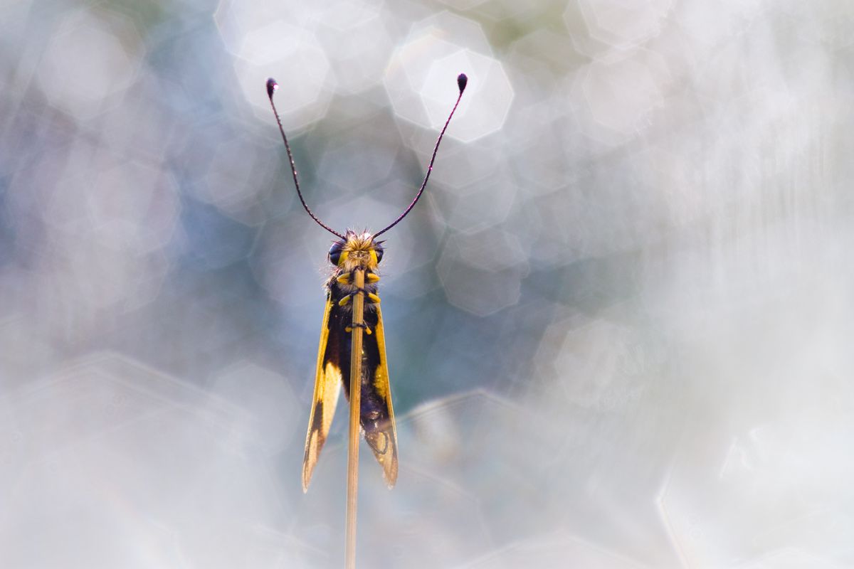 Sándor-Tóth Zsuzsanna