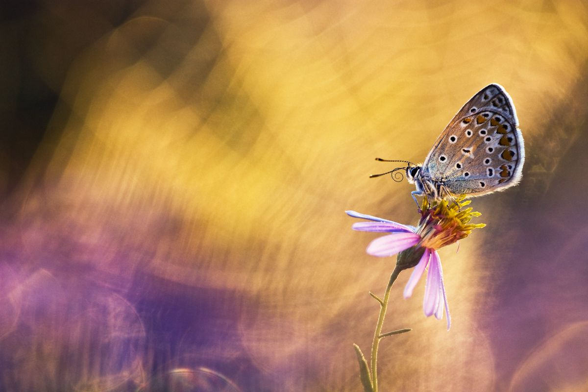 Sándor-Tóth Zsuzsanna