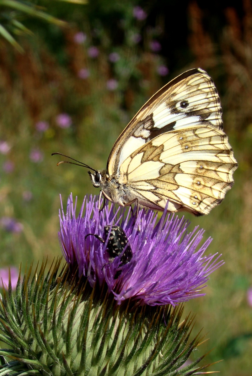 Laczkó-Magyar György