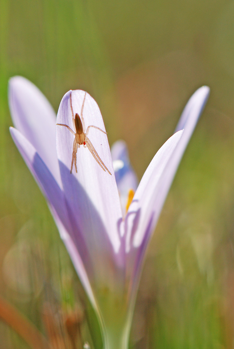 Gaál Zoltán Péter