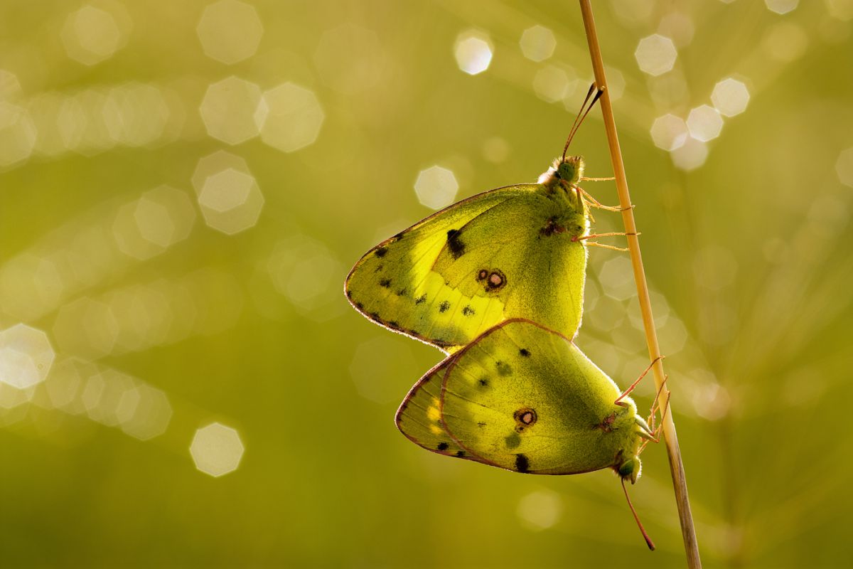 Sándor-Tóth Zsuzsanna
