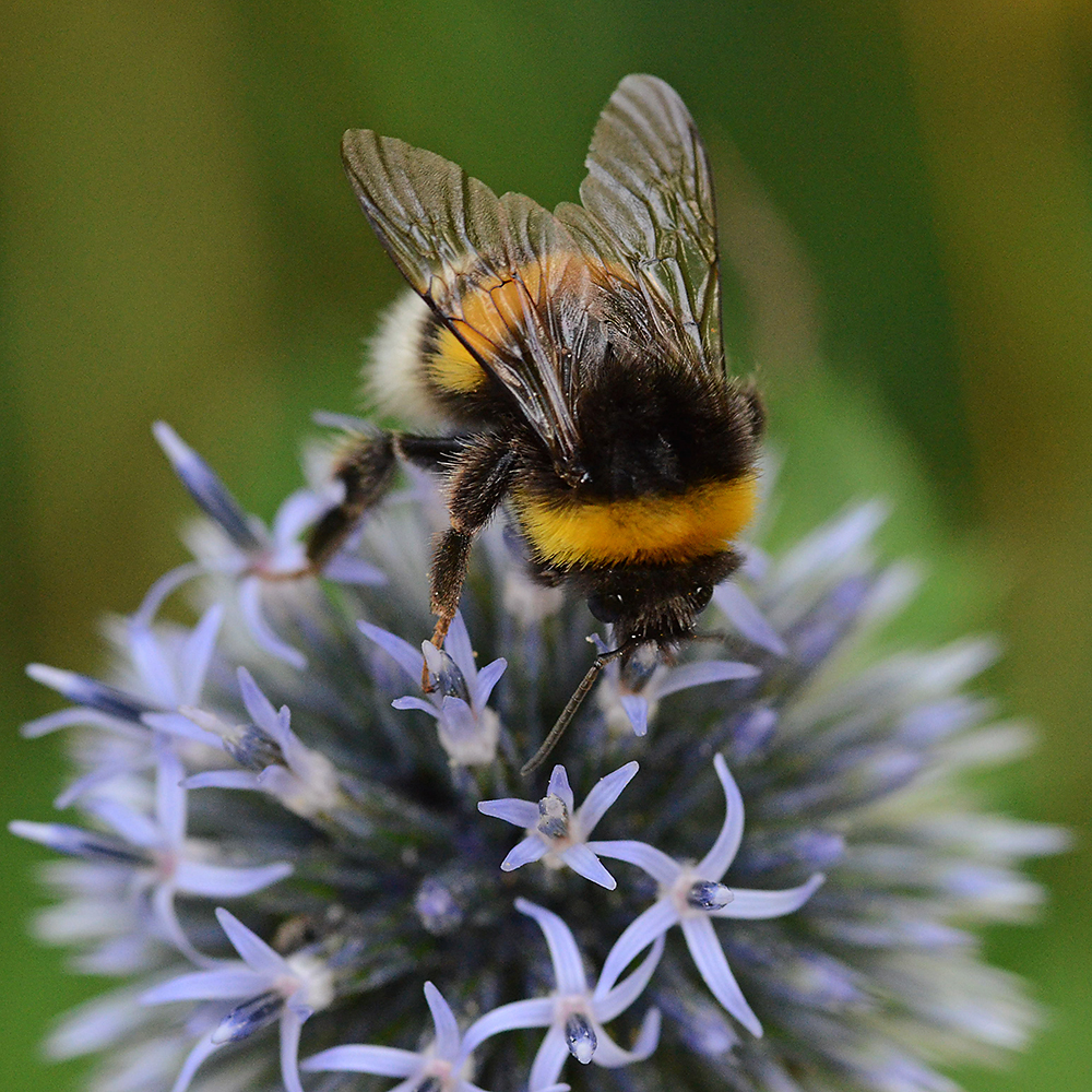 Násfayné Kőházi Mária