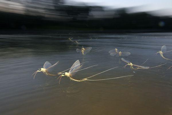 Verseny az életért