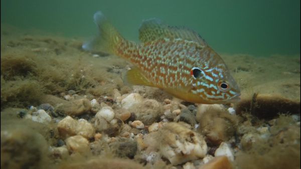 Ikráikat védelmező naphalak