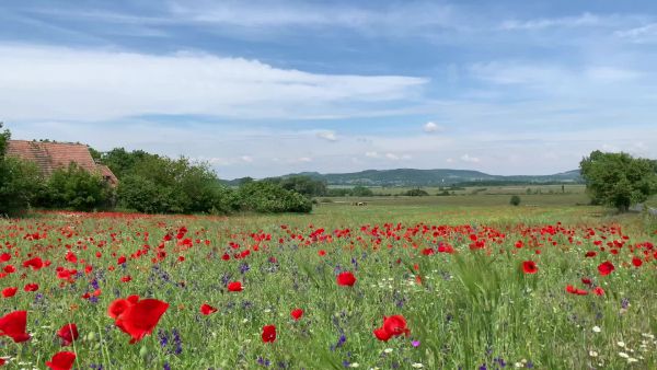 Rétek és felhők tánca