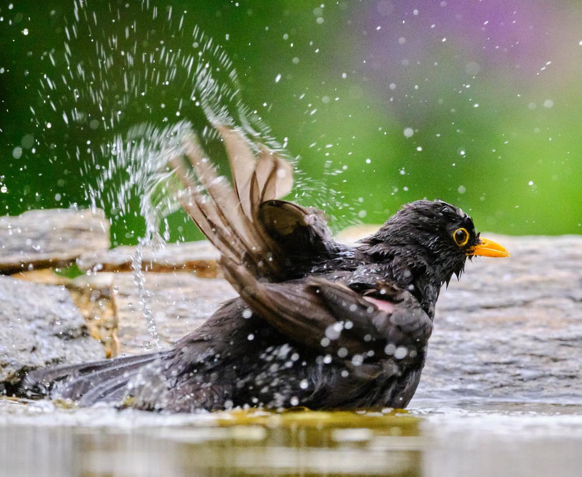 Bukovinszki Valéria 