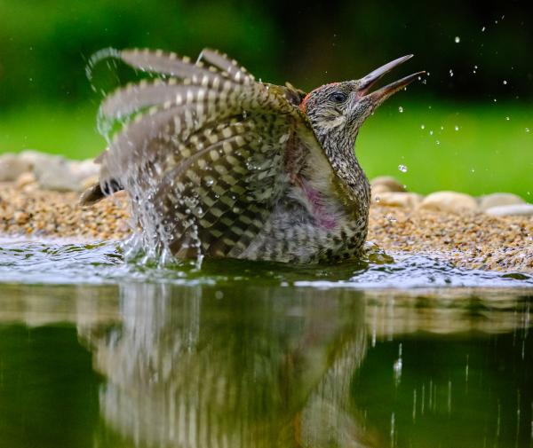 Fürdőző zöld küllő