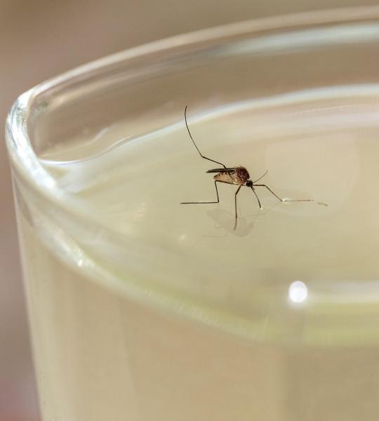 Egy vegetáriánus vérszívó