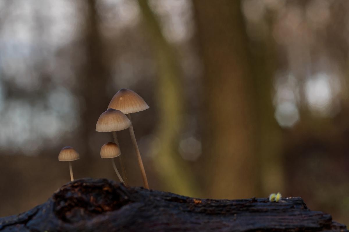 Gaál Zoltán Péter