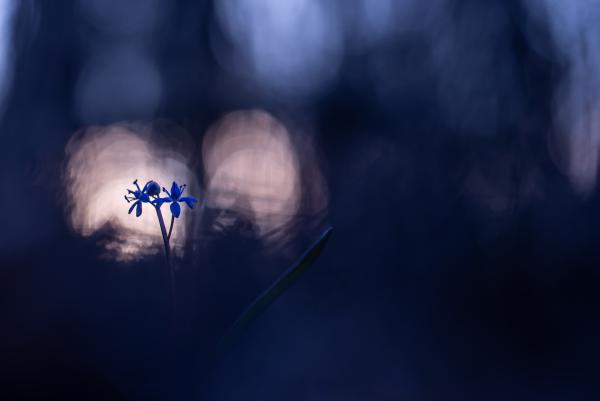 A napnyugta csillagai