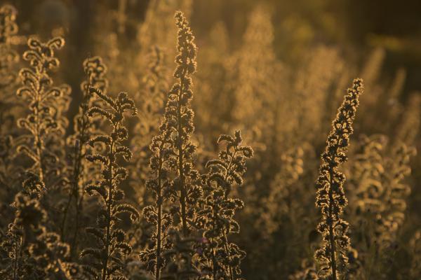 Kígyósziszes naplemente