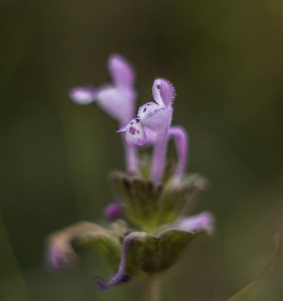 Kora tavaszi virágzás