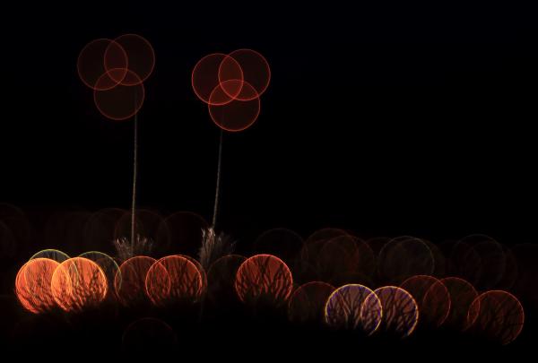 Az éjszaka virágai