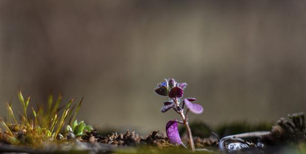 Tavasz első pillanata