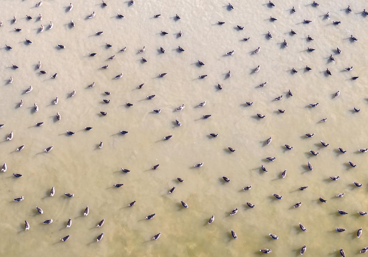 Gaál Zoltán Péter